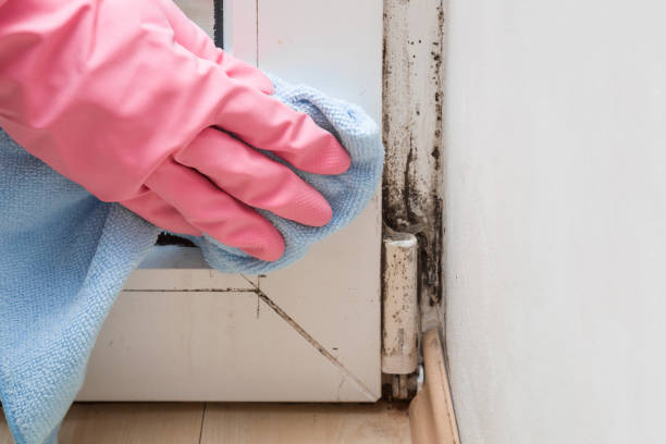 Best Mold Damage Restoration  in Hobe Sound, FL